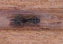 Segestria_senoculata_D4309_Z_90_Waterleidingduinen_Nederland