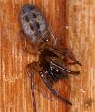 Segestria_senoculata_D4311_Z_89_Waterleidingduinen_Nederland
