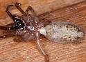 Segestria_senoculata_D4312_Z_88_Waterleidingduinen_Nederland