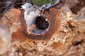 Segestria_senoculata_D4667_Z_88_Waterleidingduinen_Nederland