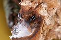 Segestria_senoculata_D4668_Z_89_Waterleidingduinen_Nederland