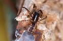 Segestria_senoculata_D4670_Z_89_Waterleidingduinen_Nederland
