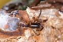 Segestria_senoculata_D4671_Z_90_Waterleidingduinen_Nederland