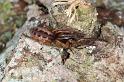 Segestria_senoculata_D4672_Z_89_Waterleidingduinen_Nederland