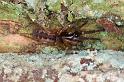 Segestria_senoculata_D4673_Z_89_Waterleidingduinen_Nederland