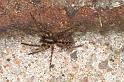 Segestria_senoculata_D5688_Z_88_Ooij_Nederland