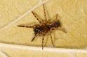 Segestria_senoculata_D5930_Z_87_Royan_Frankrijk
