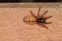 Segestria_senoculata_D7001_Z_88_Waterleidingduinen_Nederland