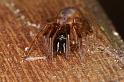 Segestria_senoculata_D7002_Z_87_Waterleidingduinen_Nederland
