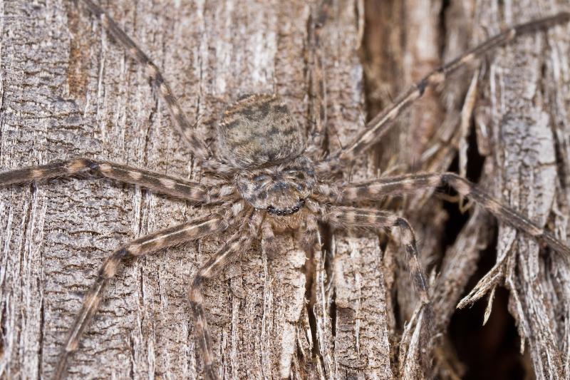 Selenops_australiensis_D5788_Z_88_Perth_Australie.jpg