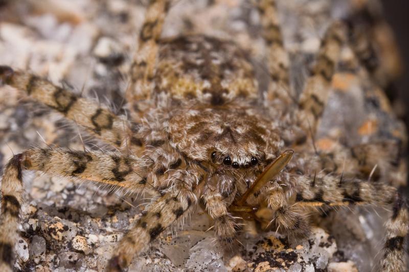 Selenops_australiensis_D5789_Z_85_Perth_Australie.jpg