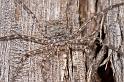 Selenops_australiensis_D5788_Z_88_Perth_Australie