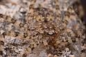 Selenops_australiensis_D5789_Z_85_Perth_Australie