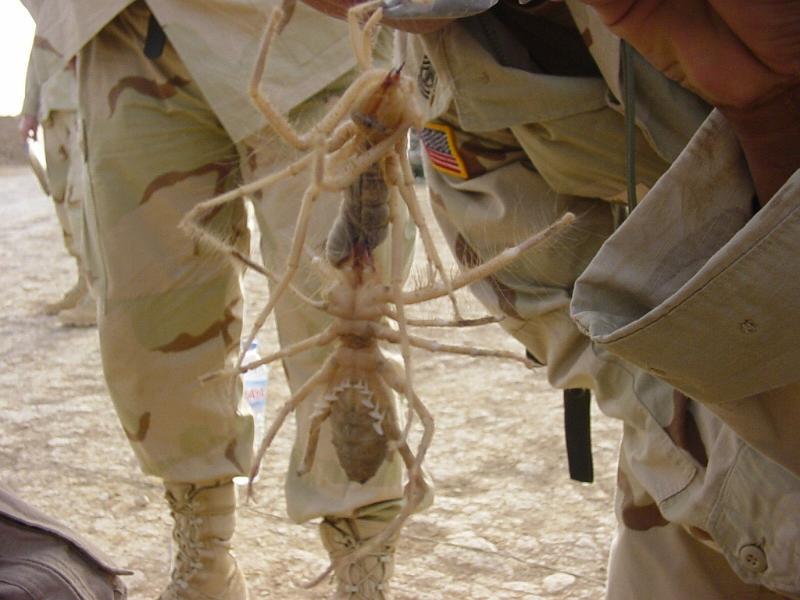 ZZ_ZZXYX_F2276_Z_85_Fallujah_Iraq.jpg