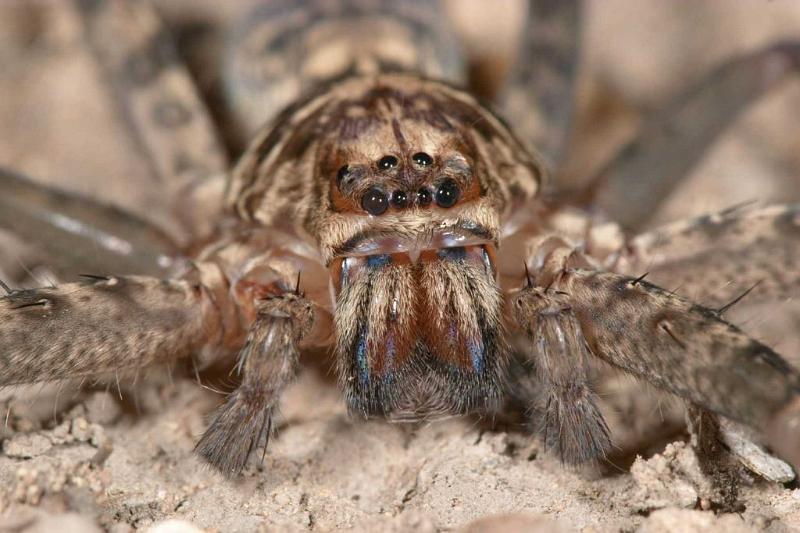 Heteropoda_ZZ279_D2647_Z_89_-_Australie.jpg