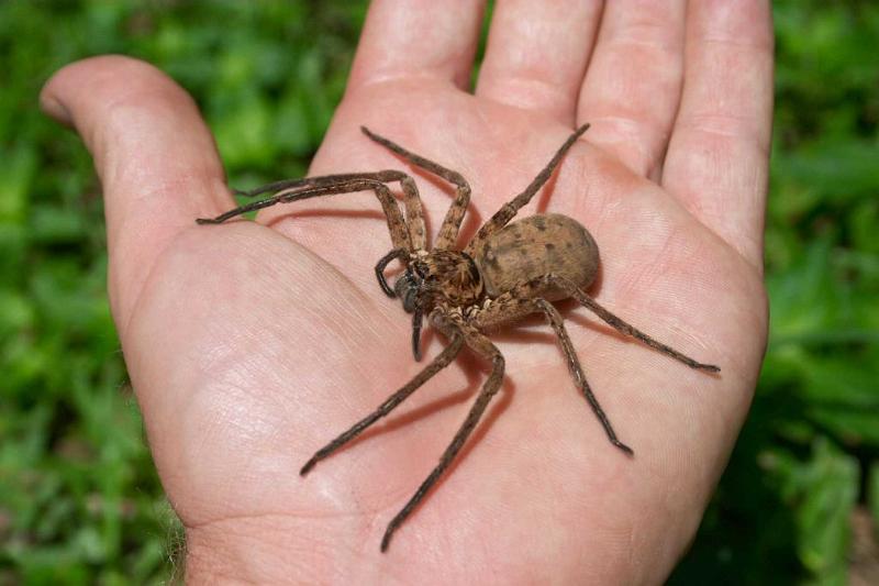 Heteropoda_ZZ279_D2651_Z_87_-_Australie.jpg