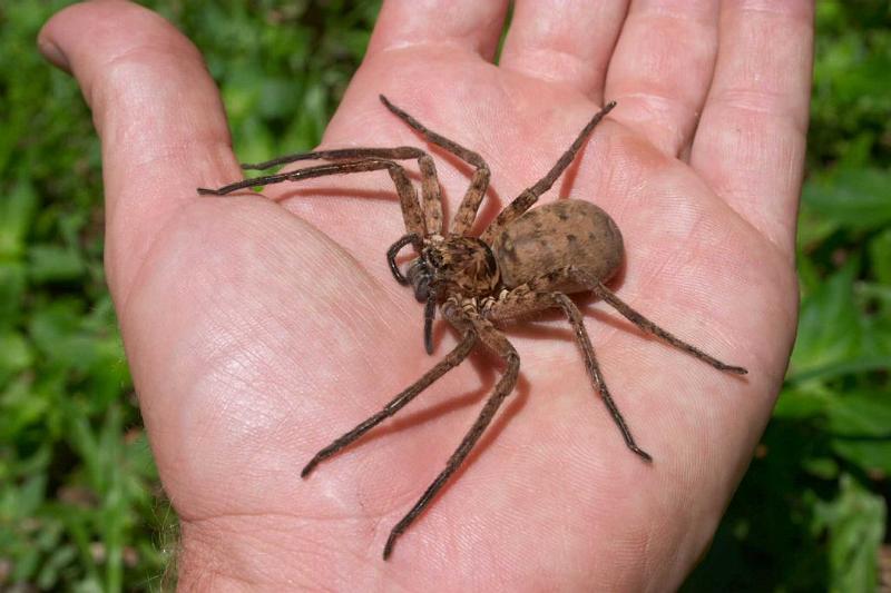 Heteropoda_ZZ279_D2652_Z_87_-_Australie.jpg