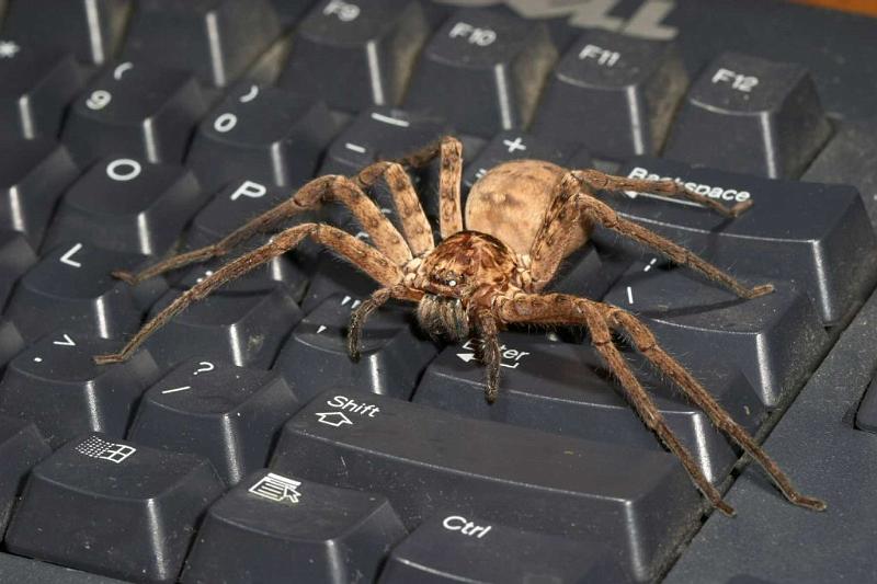 Heteropoda_ZZ279_D2658_Z_87_-_Australie.jpg