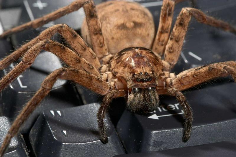 Heteropoda_ZZ279_D2659_Z_87_-_Australie.jpg
