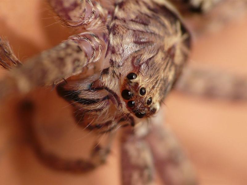 Heteropoda_cervina_D6706_Z_88_Brisbane_Australie.jpg