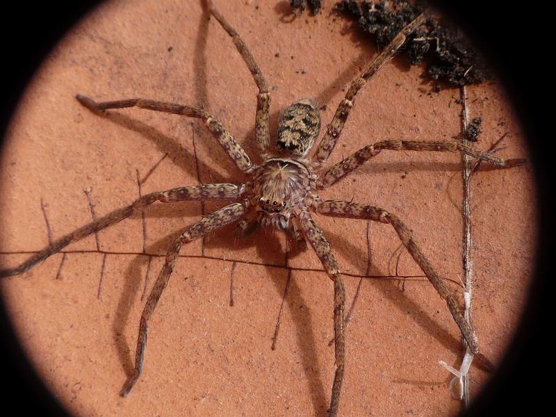 Heteropoda_cervina_D6707_Z_85_Brisbane_Australie.jpg