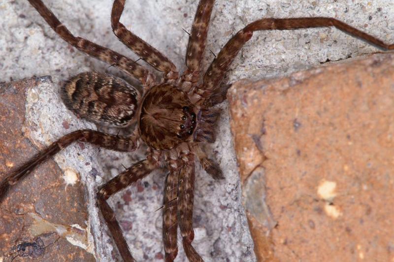 Heteropoda_jugulans_D4148_Z_89_Toowoomba_Australie.jpg