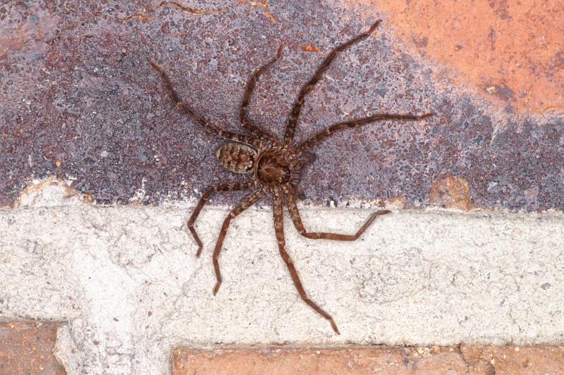 Heteropoda_jugulans_D4149_Z_90_Toowoomba_Australie.jpg