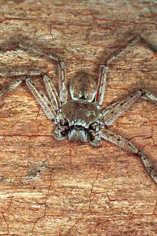 Holconia_flavida_F0564_Z_82_Carnavon_Australie.jpg