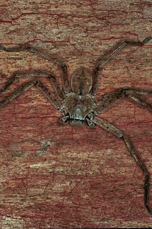 Holconia_flavida_F0565_Z_78_Carnavon_Australie.jpg