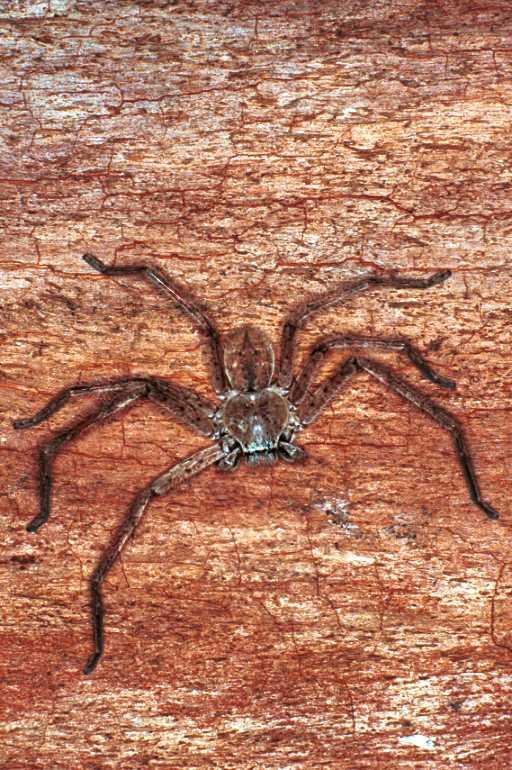 Holconia_flavida_RF0223_O_82_Carnavon_Australie.jpg