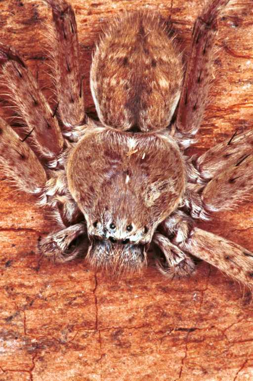 Holconia_flavida_RF0224_O_82_Carnavon_Australie.jpg