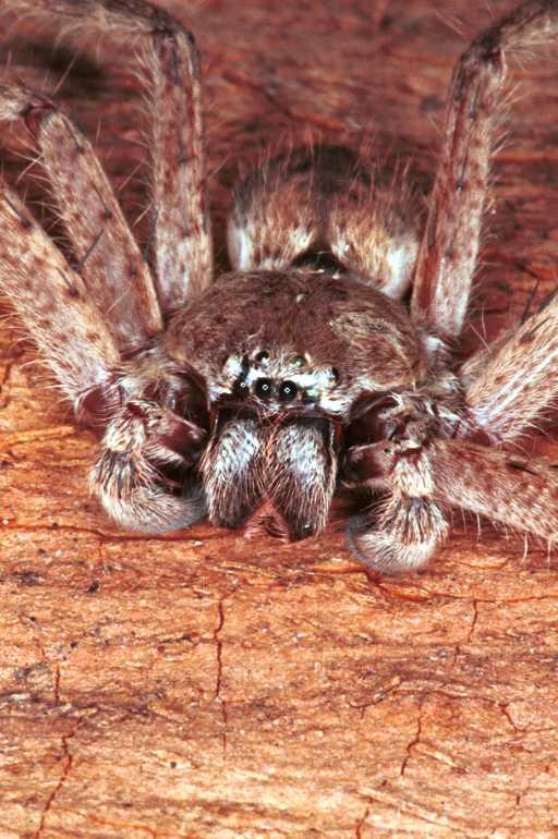 Holconia_flavida_RF0225_O_82_Carnavon_Australie.jpg