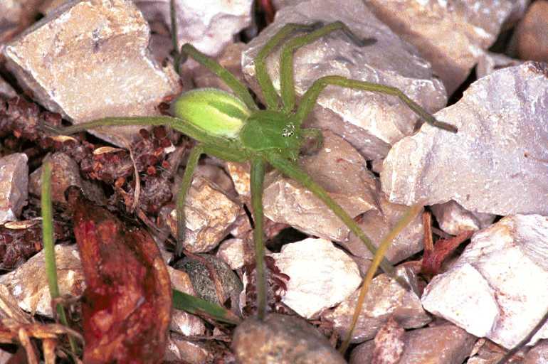 Micrommata_virescens_F0955_Z_80_Colombey-les-Belles_Frankrijk.jpg