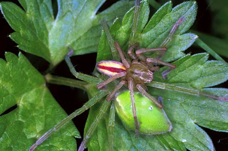Micrommata_virescens_F1217_Z_81_Laprade_Frankrijk.jpg