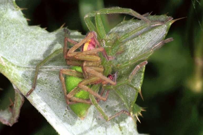 Micrommata_virescens_F1219_Z_75_Laprade_Frankrijk.jpg