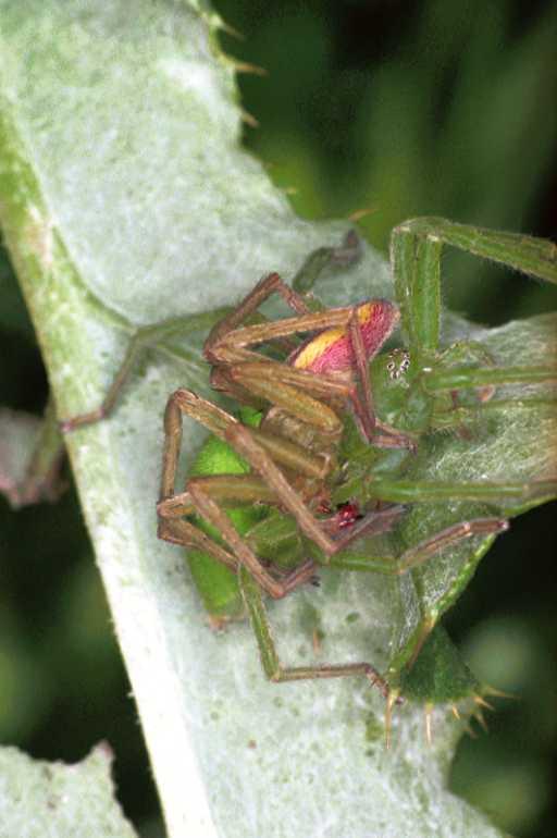 Micrommata_virescens_F1221_Z_82_Laprade_Frankrijk.jpg