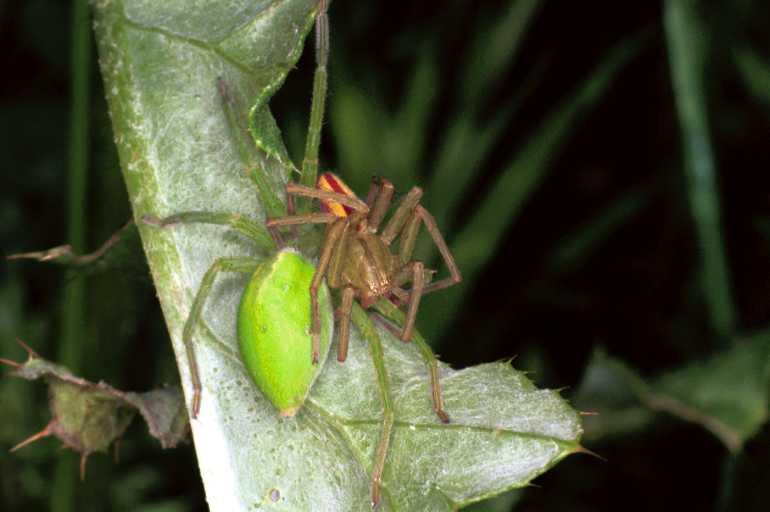 Micrommata_virescens_F1223_Z_85_Laprade_Frankrijk.jpg