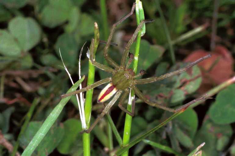 Micrommata_virescens_F1226_Z_83_Laprade_Frankrijk.jpg