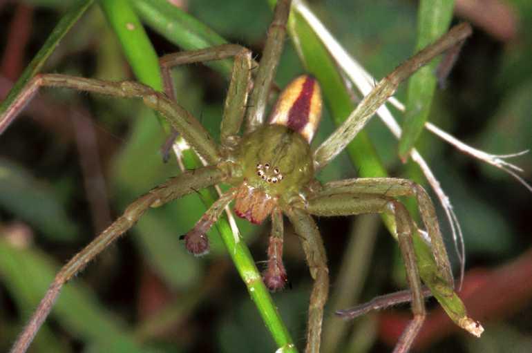 Micrommata_virescens_F1230_Z_82_Laprade_Frankrijk.jpg
