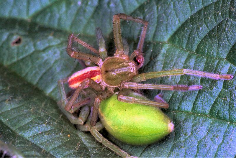 Micrommata_virescens_F1251_Z_85_Laprade_Frankrijk.jpg