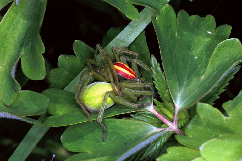 Micrommata_virescens_F1278_Z_78_Laprade_Frankrijk.jpg