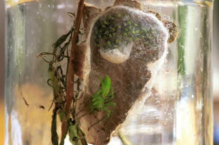Micrommata_virescens_F1436_Z_80_Badhoevedorp_Nederland.jpg