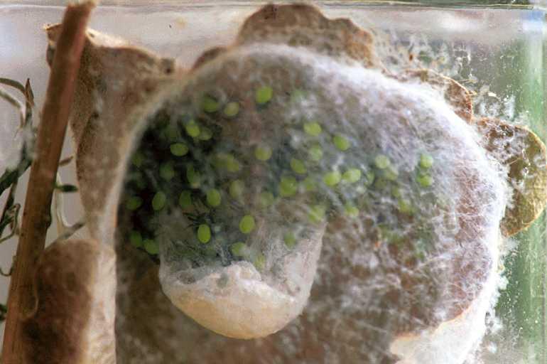 Micrommata_virescens_F1437_Z_75_Badhoevedorp_Nederland.jpg