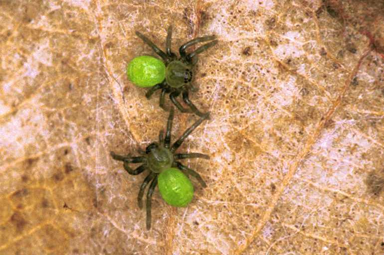 Micrommata_virescens_F1469_Z_87_Badhoevedorp_Nederland.jpg