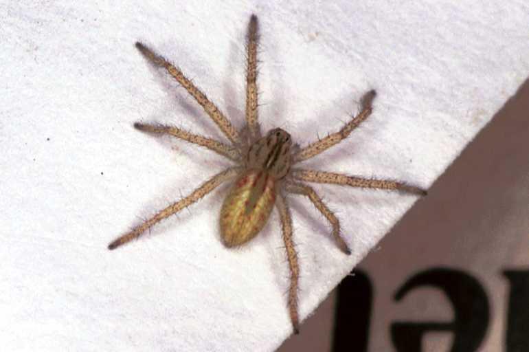 Micrommata_virescens_F1488_Z_85_Badhoevedorp_Nederland.jpg