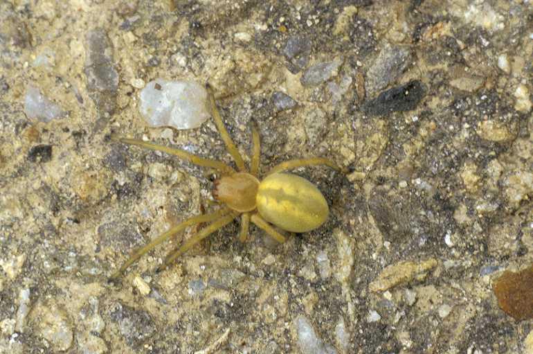 Micrommata_virescens_P0025_Z_78_-_Frankrijk.jpg