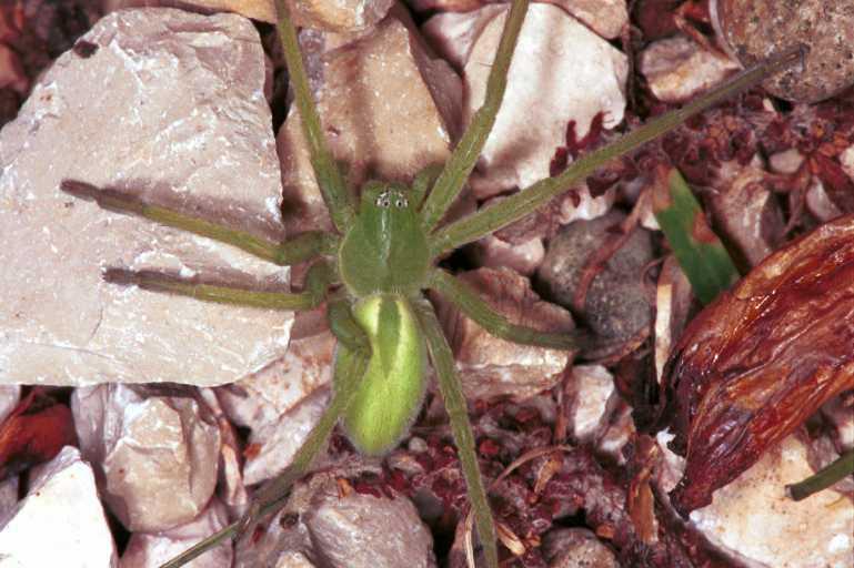 Micrommata_virescens_RF0759_Z_83_Colombey-les-Belles_Frankrijk.jpg