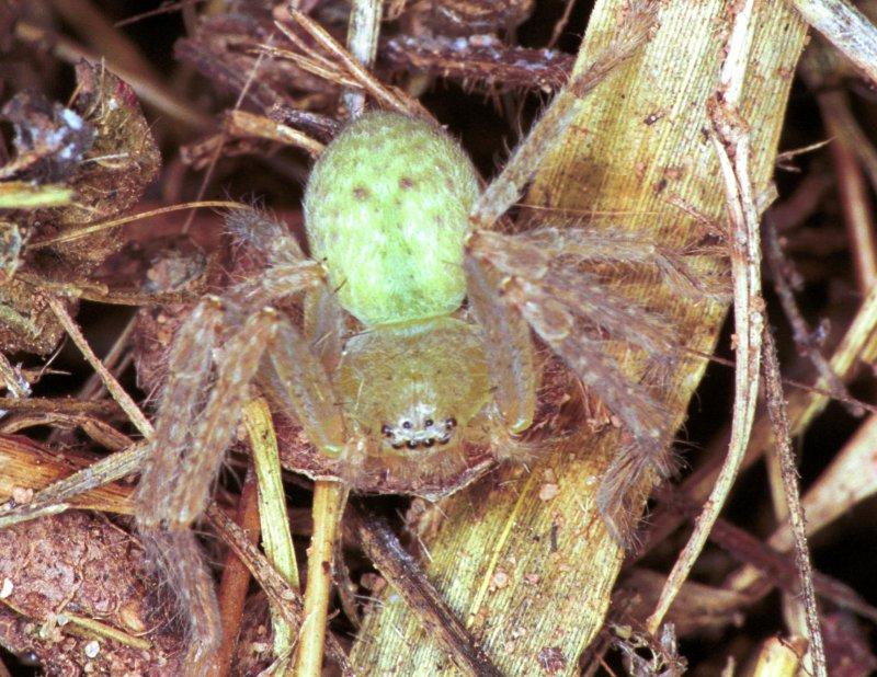 Neosparassus_ZZ154_F1806_Z_85_Litchfield_Australie.jpg