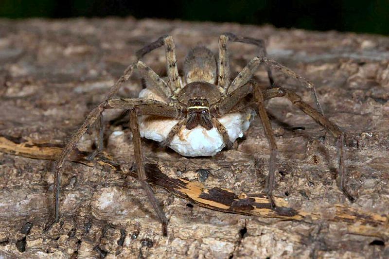 Neosparassus_ZZ278_D2660_Z_85_-_Australie.jpg