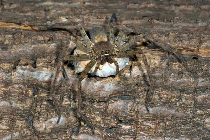 Neosparassus_ZZ278_D2661_Z_88_-_Australie.jpg